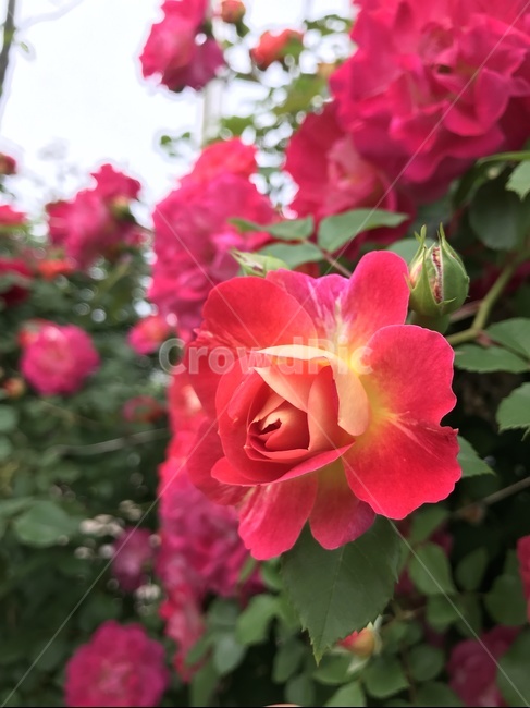 꽃,rose,장미,flower,식물,blossom,붉은장미