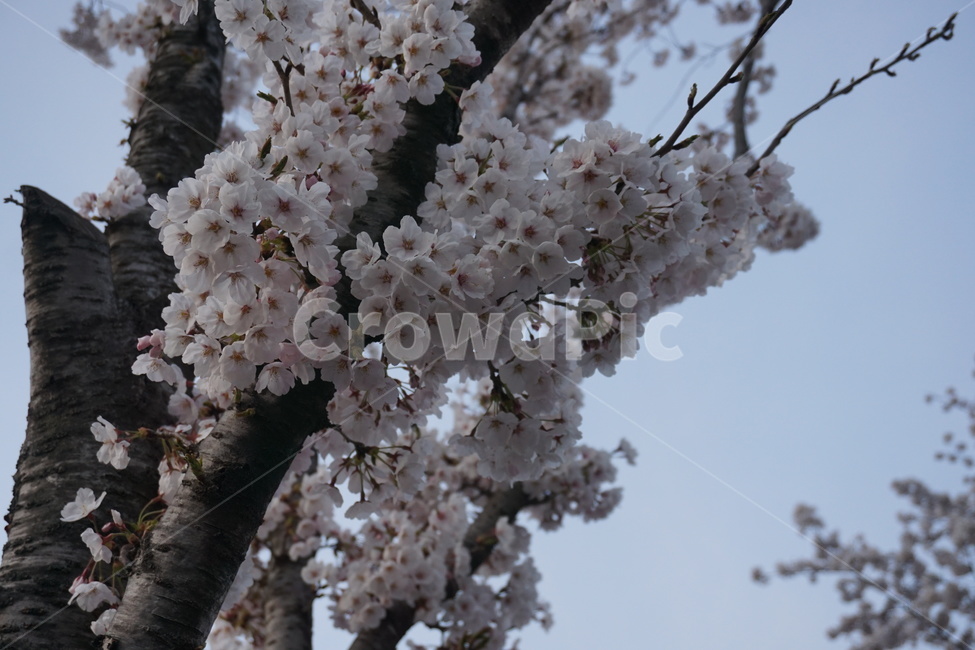 벚꽃,꽃,flower,blossom,cherryblossom,식물,나무,벚꽃나무,공원,산책,하늘,자연,봄,plant,tree,park,walk,sky,nature,spring