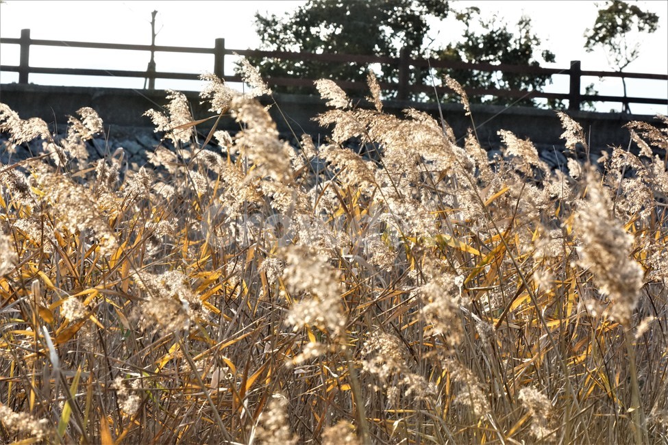 가을,갈대,풍경,자연,식물,plant,nature,autumn,빛,light,가을,계절,fall,autumn,season