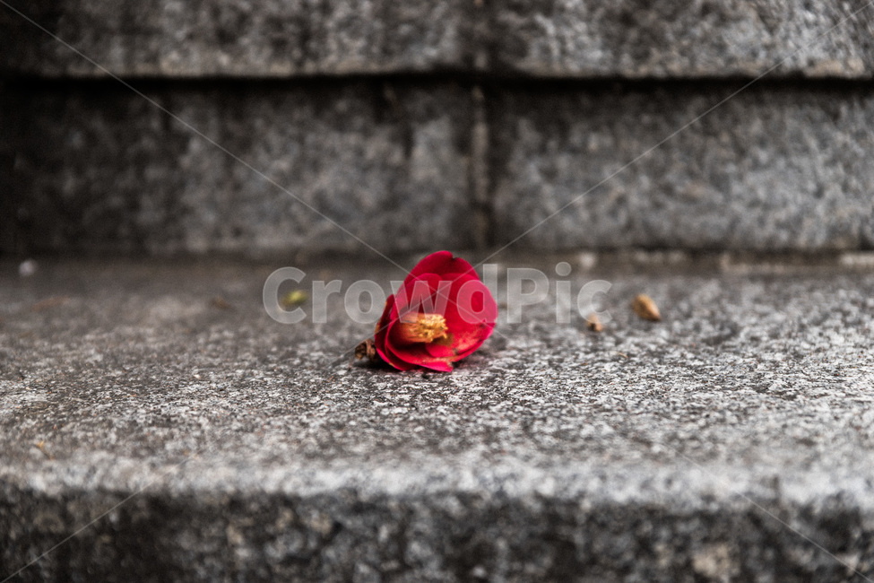 flower,blossom,꽃,plant,식물,petal,꽃잎,동백,동백꽃,계단,stair,식물,자연,plants,nature,꽃,flower