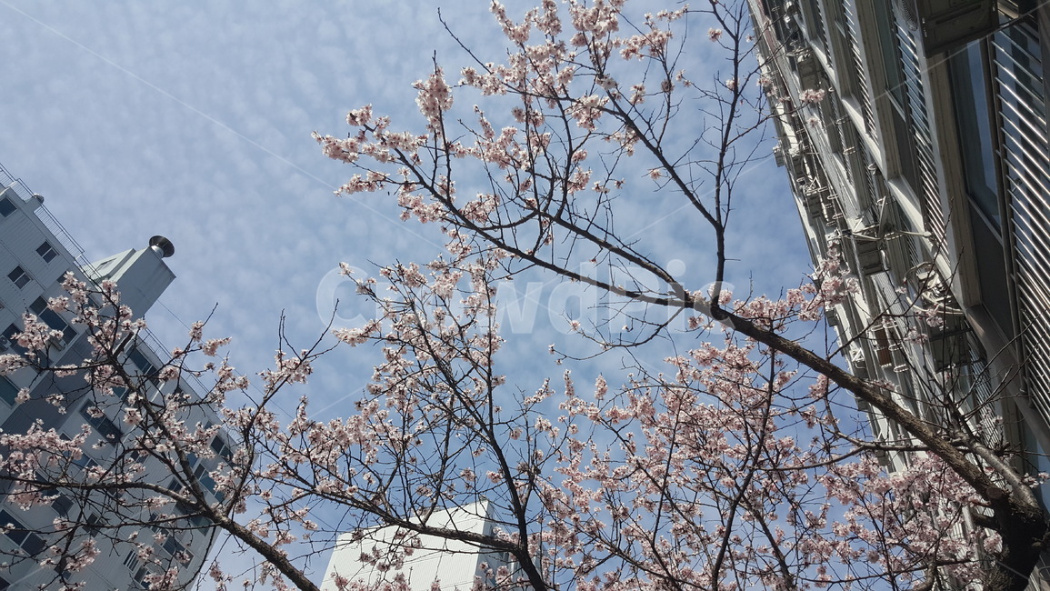 봄,꽃,봄꽃,매화,벚꽃,봄,계절,spring,season,plant,식물