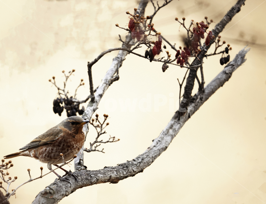 겨울철새,양진이,올림픽공원,겨울새,먹이,산수유,겨울,철새,겨울,계절,winter,season,동물,animal,조류,새,birds