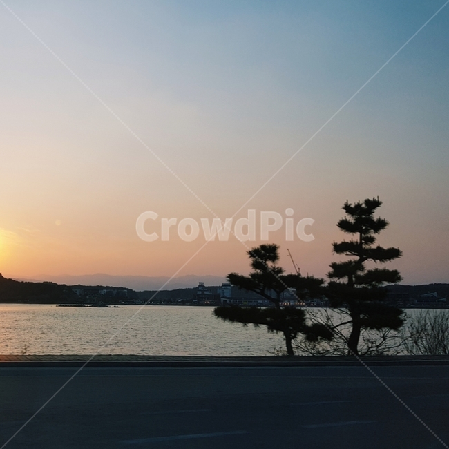 강릉,경포호수,노을,석양,소나무,해질녘,자연,풍경,nature,landscape,야경,밤,nightscape,night,outdoors,옥외,sky,하늘,dusk,황혼,sunset,일몰,red sky,붉은 하늘,dawn,새벽