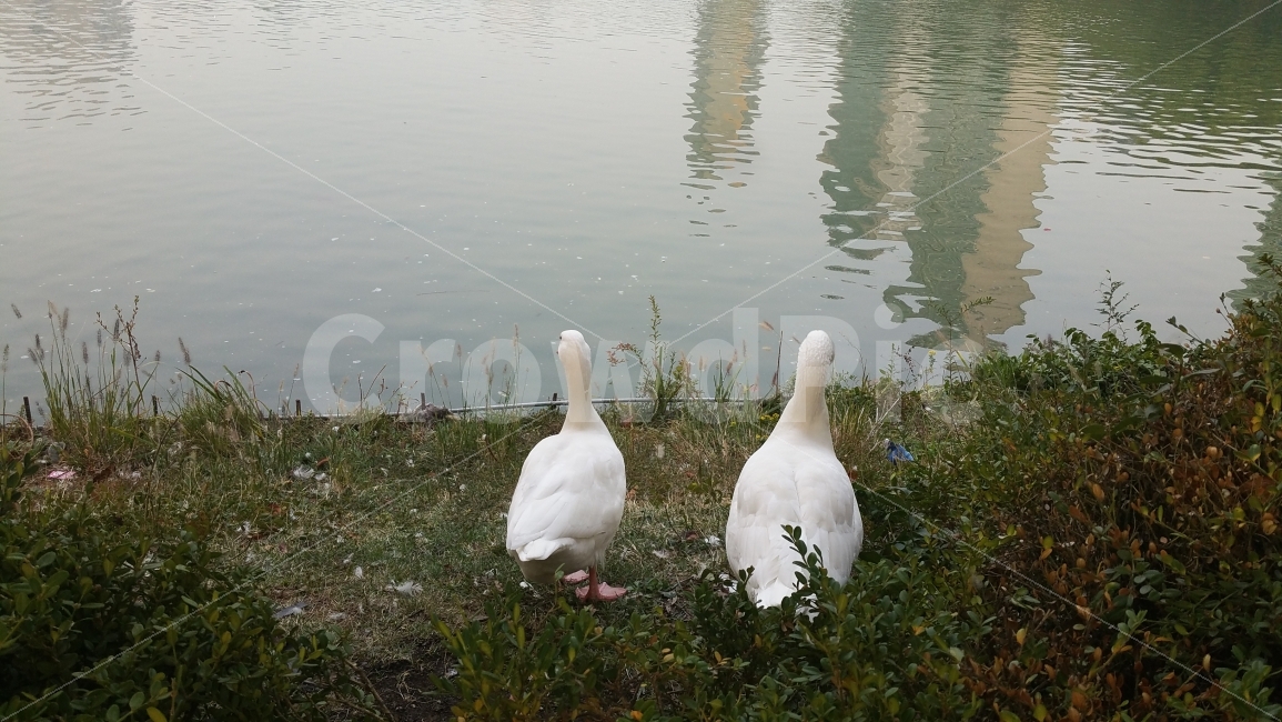 거위,호수공원,석촌호수공원,흰거위,서울석촌호수공원,동물,animal,조류,새,birds