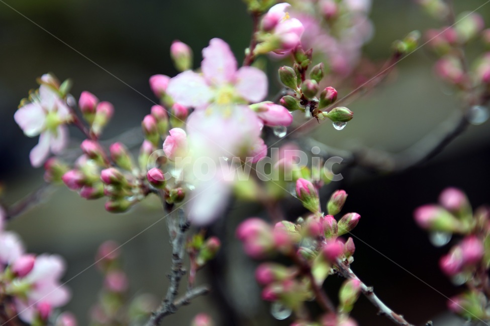 식물,꽃,감성사진,자연,flower,꽃사진,봄,봄꽃,계절,빗방울,비,감성,4월,spring,힐링,자연풍경,풍경,봄,계절,spring,season,식물,자연,plants,nature,꽃,flower,plant,blossom