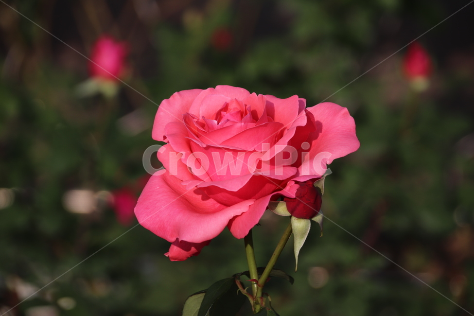 장미꽃,장미,꽃,자연,풍경,이곡장미공원,식물,자연,plants,nature,꽃,flower