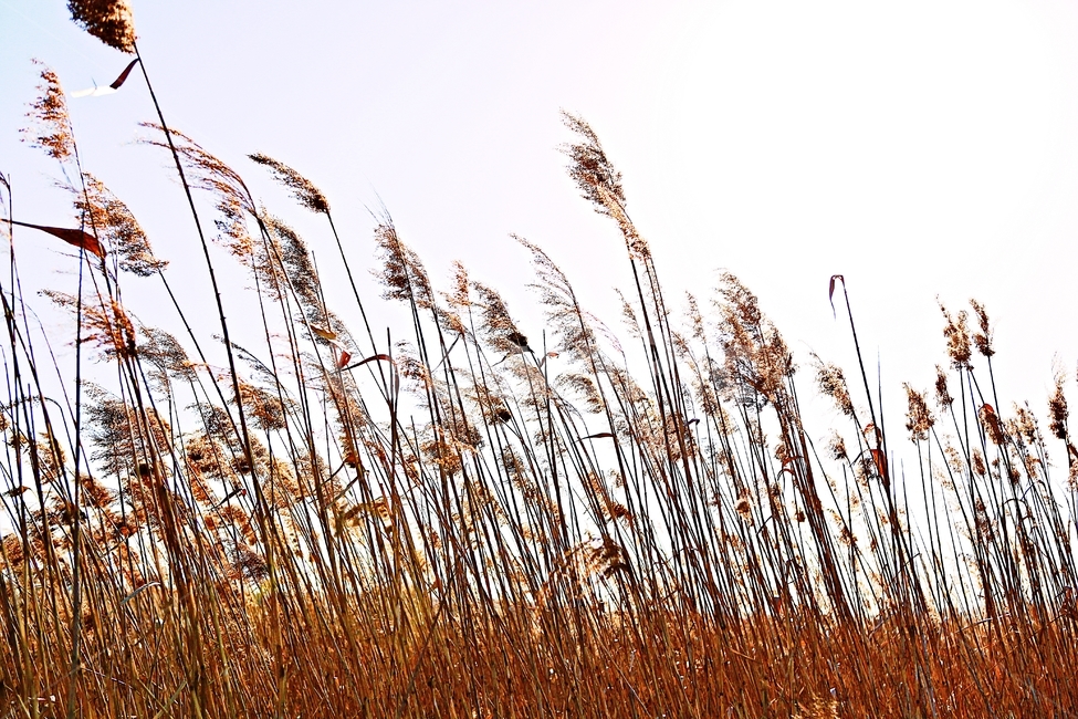 갈대,역광,생태공원,풍경,자연,배경,식물,자연,plants,nature