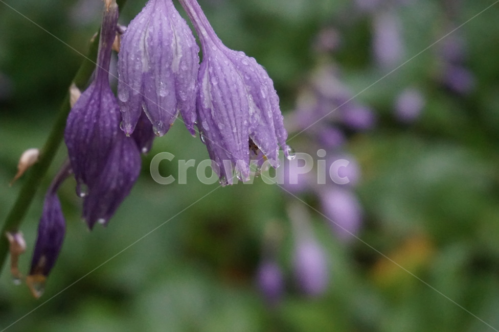 꽃,보라색꽃,비비추,비비추꽃,젖은꽃,보라색식물,purpleflower,hostalongipes,wetflower,식물,자연,plants,nature,꽃,flower