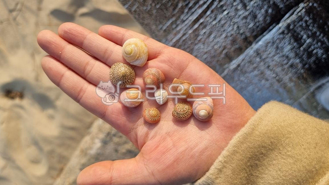 conch,Beach,Picking up conches,conch shell,on the hand