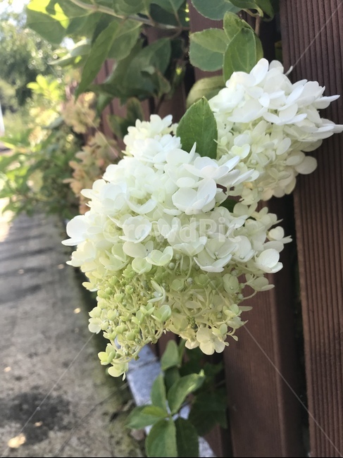 꽃,수국,flower,식물,blossom,식물,자연,plants,nature,꽃,flower