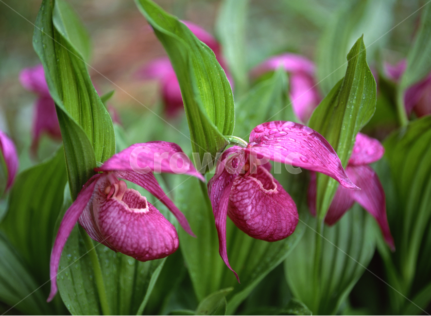 봄,봄꽃,계절,붉은꽃,복주머니난초,야생화,식물,자연,plants,nature,꽃,flower