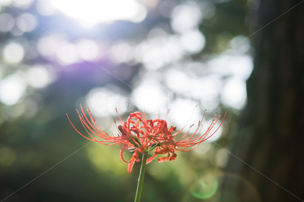 석산,꽃무릇,석산꽃,수산화과,가을,보케,감성,이룰수없는사랑,빨강,빨강꽃,식물,자연,plants,nature,꽃,flower