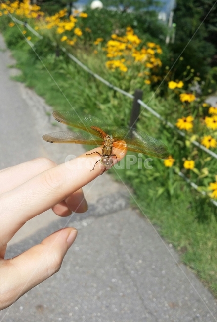 잠자리,손,꽃,여름,공원
