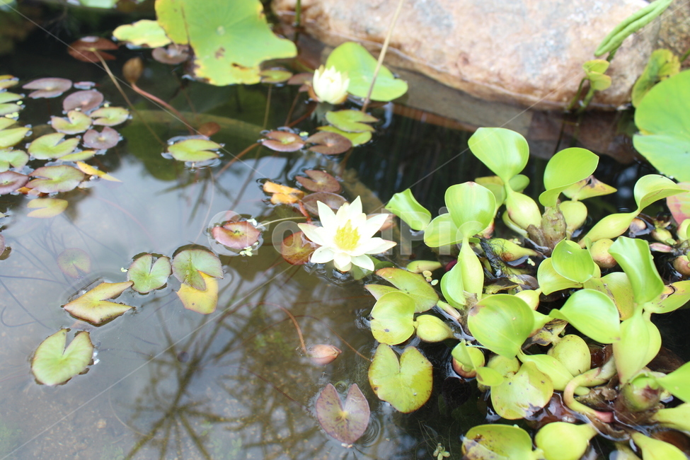 자연,연꽃,꽃잎,호수,웅덩이,부레옥잠,풀잎,비온뒤,식물,자연,plants,nature,꽃,flower