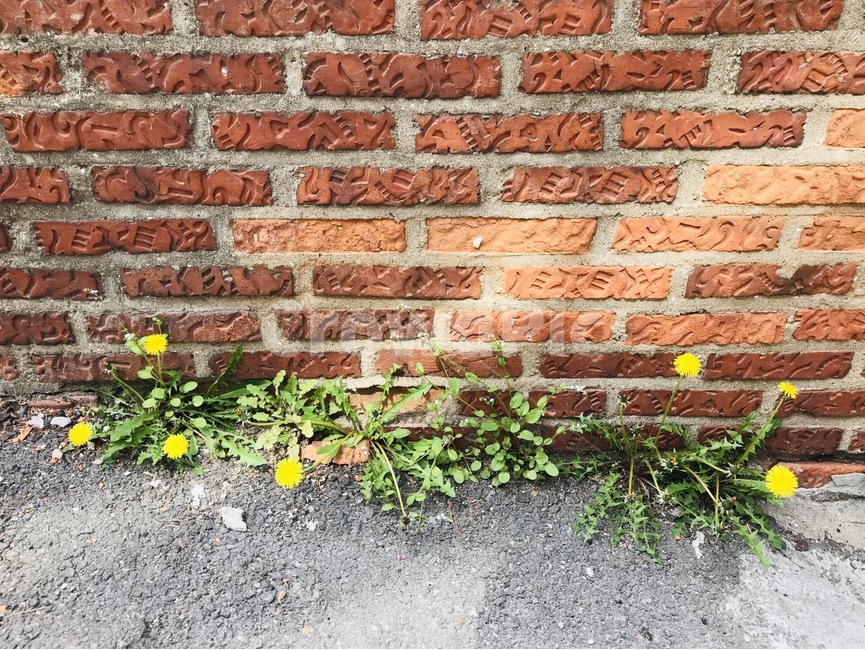 민들레,민들레홀씨,민들레돌담,돌담길,돌담,민들레꽃,봄꽃,봄