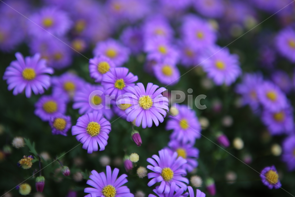 자연,꽃,봄,빨강,보라,식물,자연,plants,nature,꽃,flower