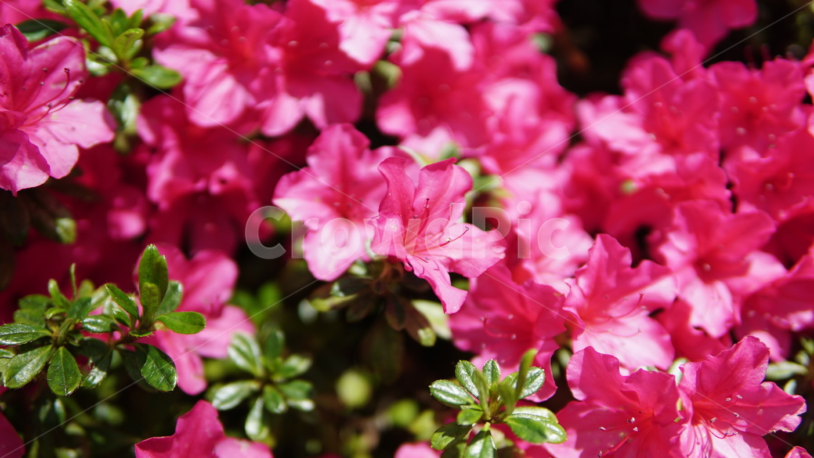 꽃,식물,flower,plant,자연,꽃잎,식물,자연,plants,nature,꽃,flower
