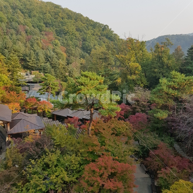 nature,자연,옥외,가을,단풍,단풍구경,등산,가을하늘,fall,낙엽,은행나무,단풍나무,tree,가을,계절,fall,autumn,season,outdoors