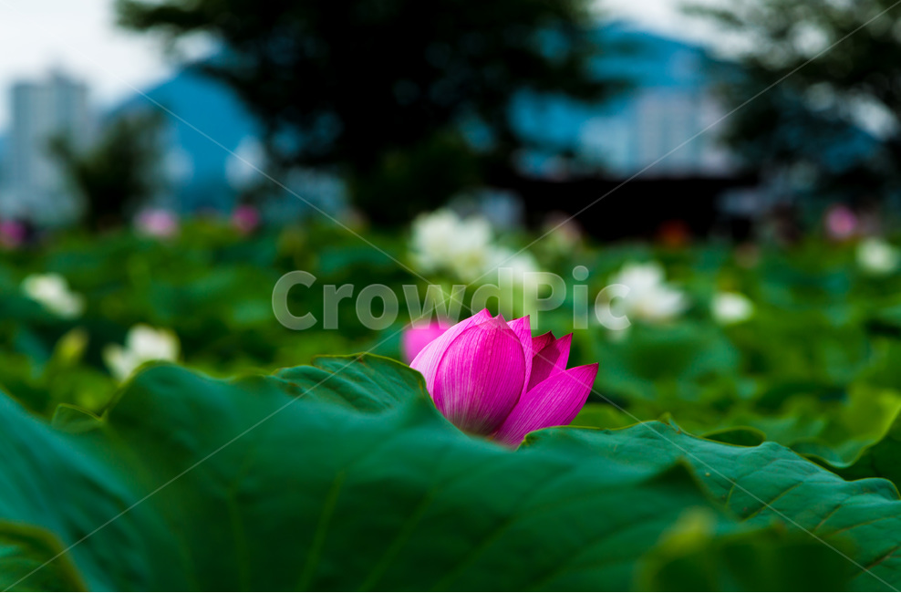 연꽃,연잎,문양,무늬,습지,자연,식물,자연,plants,nature,꽃,flower