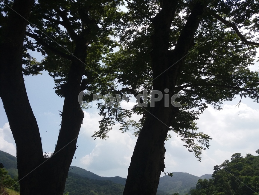 나무,초록색,풍경,휴식,힐링,눈정화,구름,하늘,맑음,자연,감성,색감,느낌,아침,배경,분위기,식물,파란색,파랑,초록,색깔,식물,자연,plants,nature,나무,trees,wood
