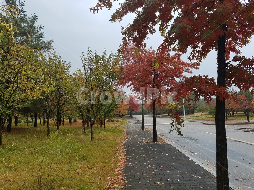 가을,낙옆,길,하늘,침묵,가을,계절,fall,autumn,season,자연,풍경,nature,landscape,tree,나무,plant,식물,leaf,잎,tree trunk,나무 줄기