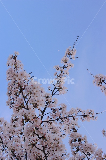 벚꽃,나무,풍경,꽃,봄,flower,cherryblossom,자연,봄풍경