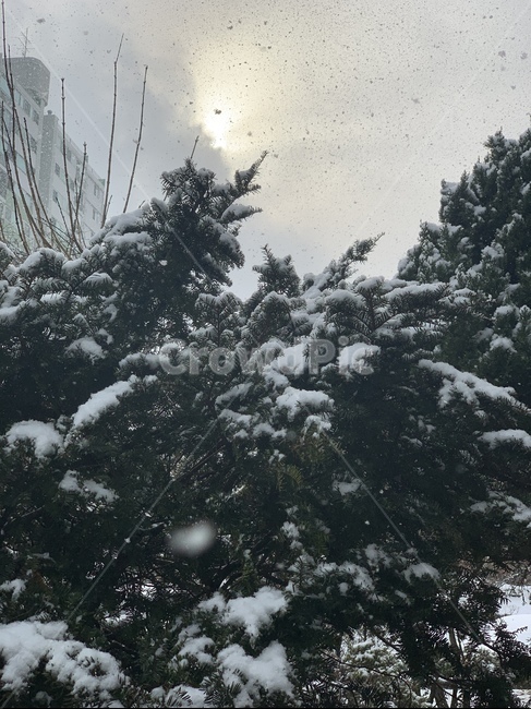 tree,나무,nature,snow,겨울나무