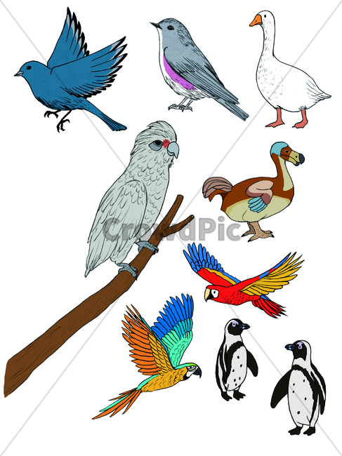 손그림,handdrawing,팬그림,팬라인,pen,penline,penpicture,pendrawing,animal,동물,bird,새,goose,펭귄,penguin,앵무새,parrot