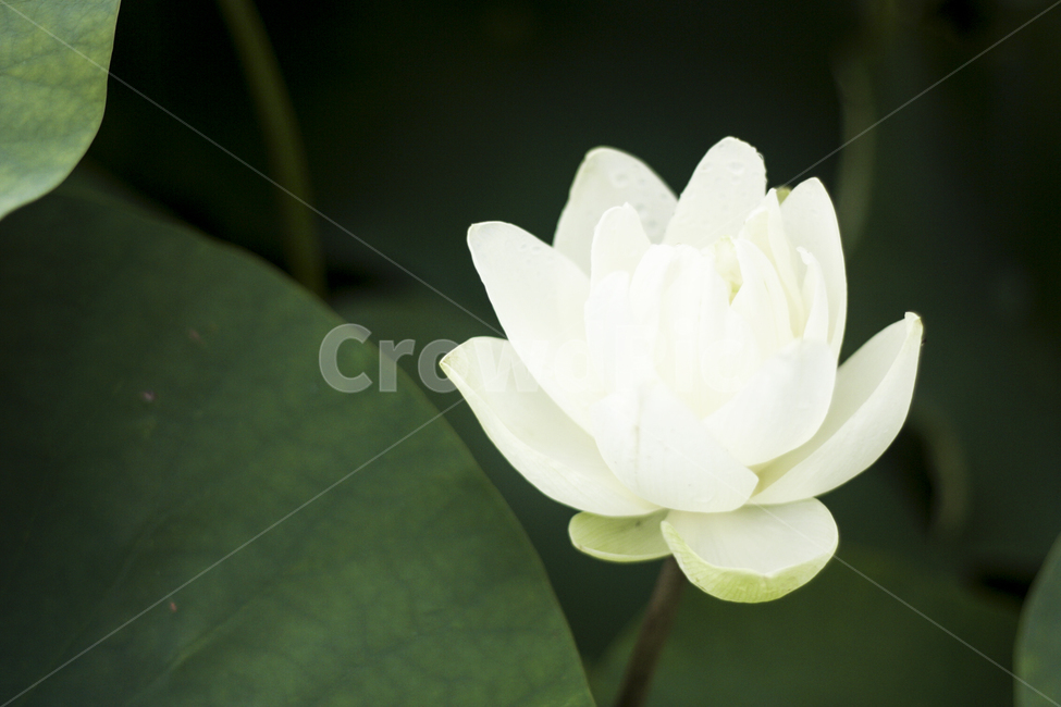 연꽃,연잎,꽃,활짝,flower,불교,nature,plants,수련,여름,자연물,자연,color,landscape,순정,배경화면,연뿌리,개화,연꽃축제,초록,white,흰꽃,흰색,하얀색,하얀꽃,꽃한송이,한송이,근접