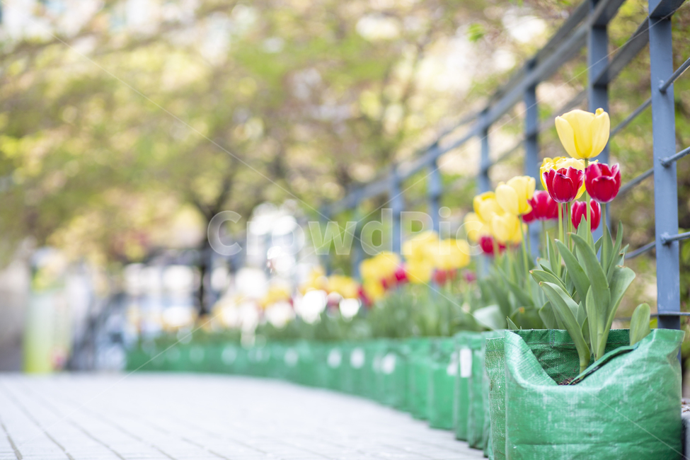 튤립,빨간튤립,노란튤립,튤립tulip,보케,봄,계절,spring,season,식물,자연,plants,nature,꽃,flower,plant