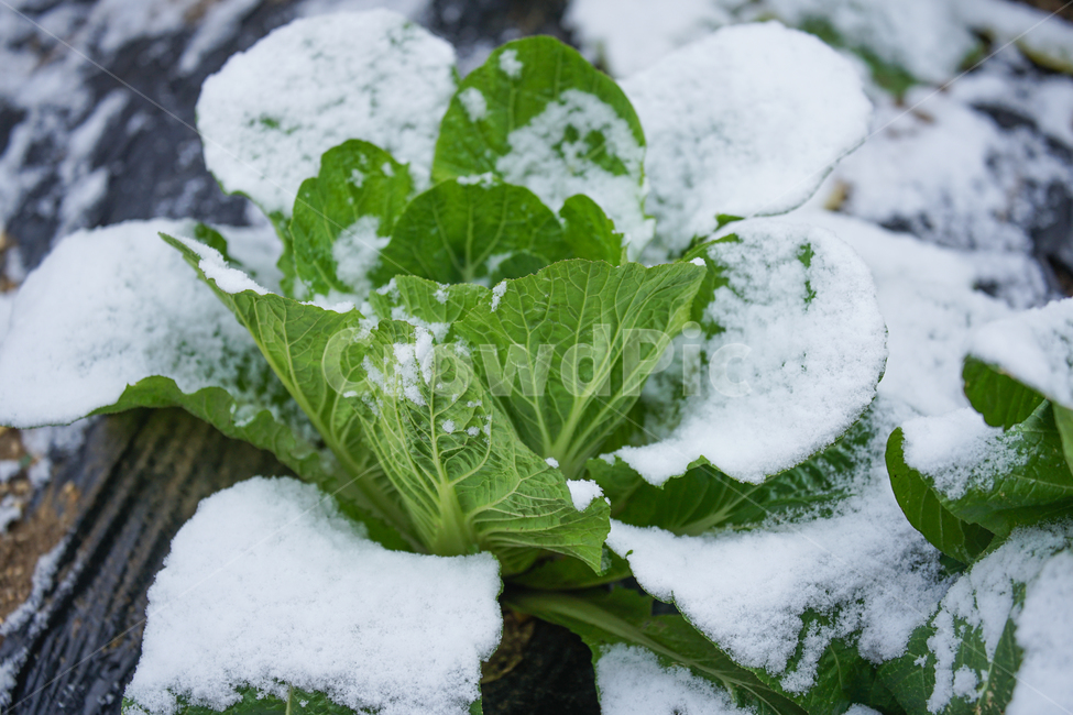 겨울,첫눈,눈,채소,야채,배추,배추밭,농사,계절,겨울,계절,winter,season