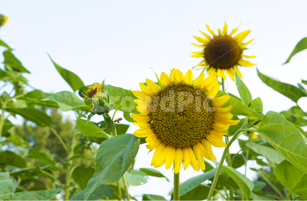 해바라기,꽃,풍경사진,자연,sunflower,flower,landscape,nature,여름,summer,식물,자연,plants,nature,꽃,flower