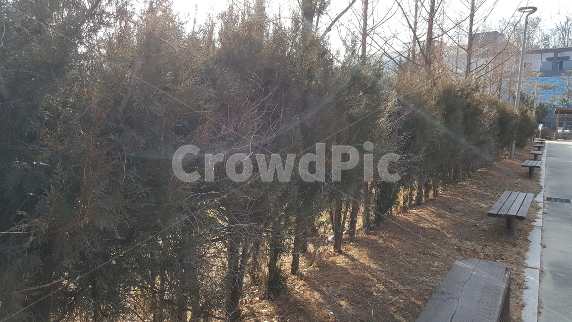 공원,야외,야외공원,나무,울타리,나무울타리,겨울,계절,winter,season