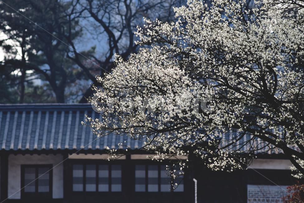 plant,식물,flower,꽃,창덕궁,봄,계절,spring,season
