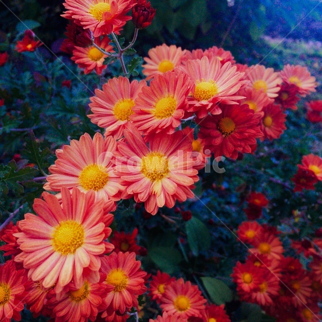 꽃,붉은색,식물,풀,화려함,식물,자연,plants,nature,꽃,flower