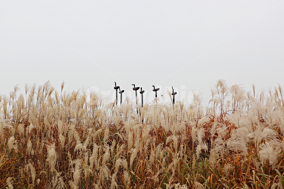 갈대,억새,잡초,식물,풍경,풀,자연,공원,하늘,흐림,가을,계절,fall,autumn,season,grass,잔디,plant,lawn,reed
