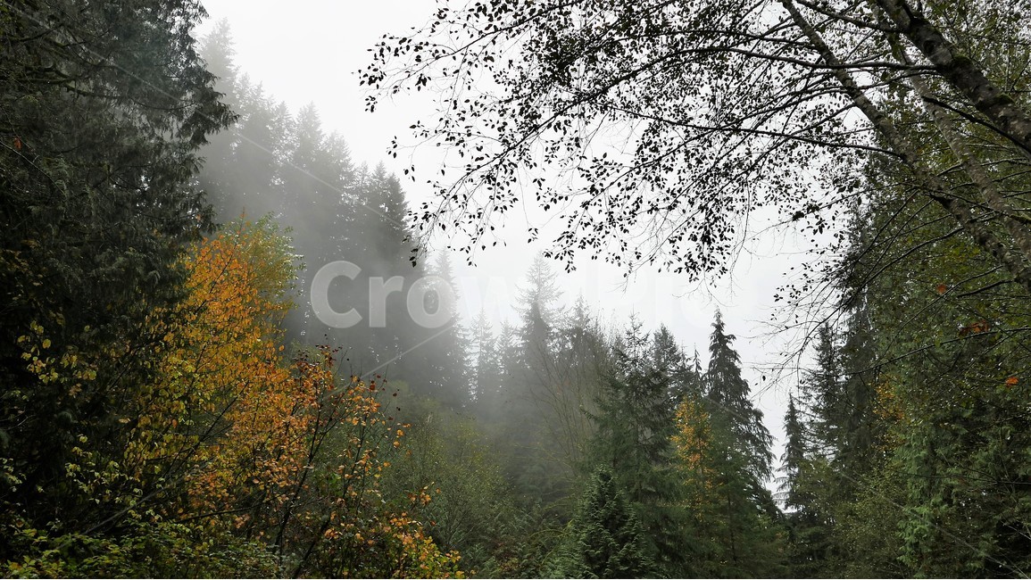 안개,숲,산,대자연,신비,자연,풍경,nature,landscape,해외,외국,세계,foreign,oversea,world,세계자연풍경,해외자연풍경,외국자연풍경,world nature landscape