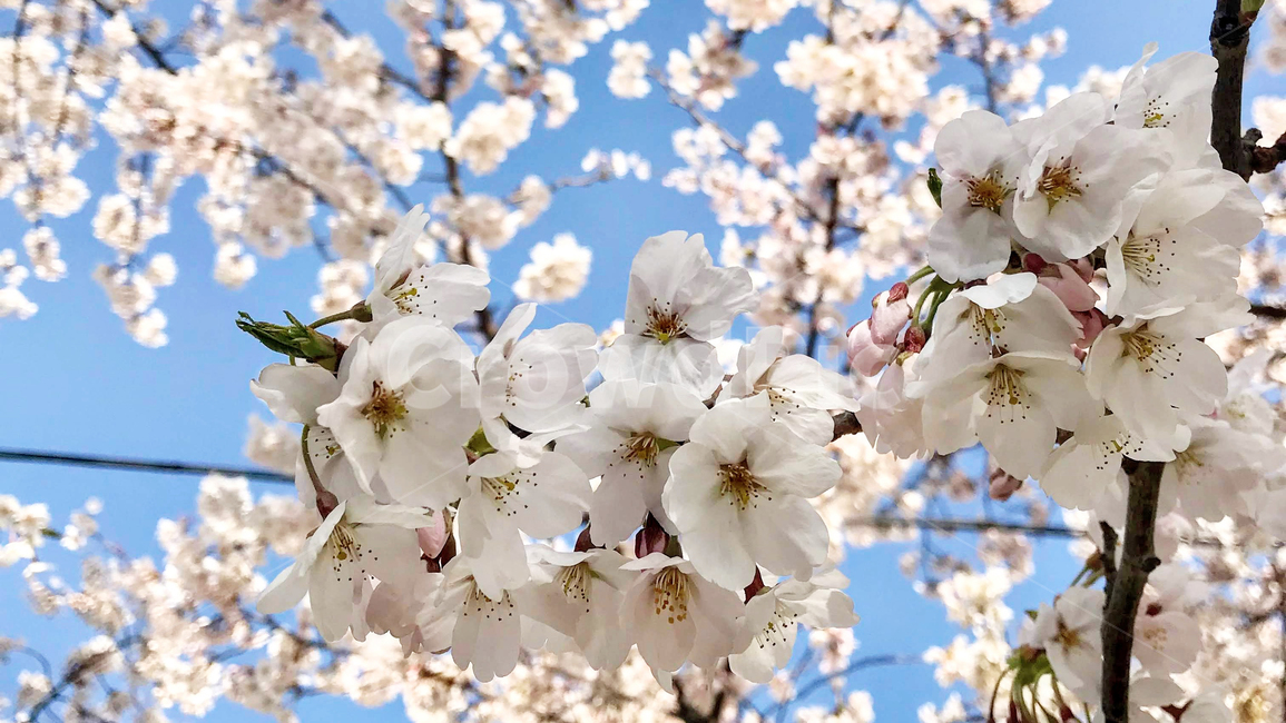 cherryblossom,벚꽃,봄,꽃,flower,맑음,하늘,미세먼지좋음,미세먼지,cheryyblossom,blossom,식물,꽃나무,개화기,봄나들이,봄소풍