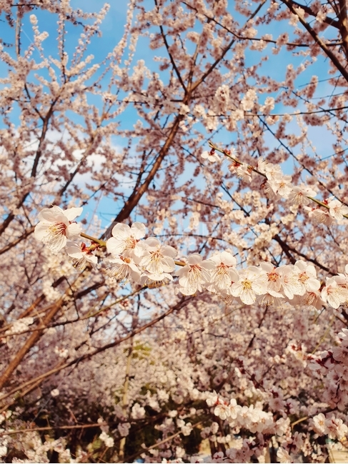 봄,계절,꽃,매화,매화나무,나무,자연,꽃나무,봄,계절,spring,season,식물,자연,plants,nature,꽃,flower,plant,blossom