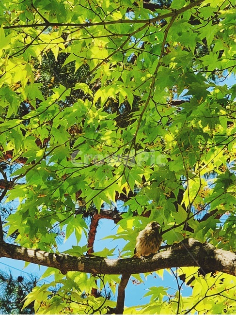 tree,나무,새,bird,잎