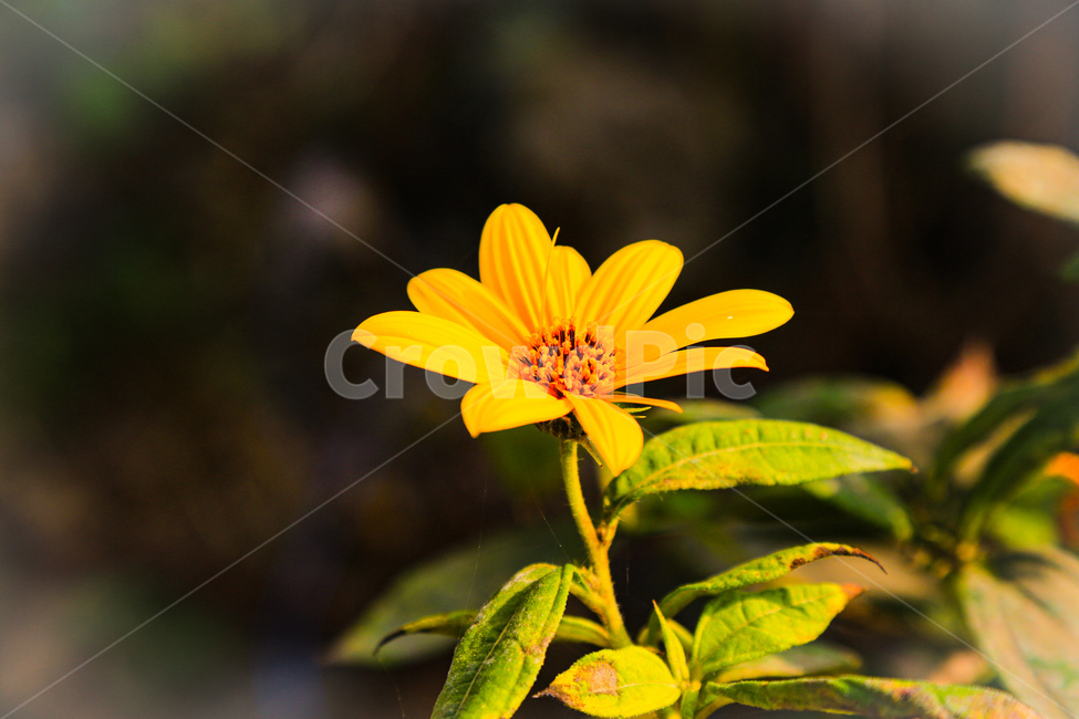 plant,식물,flower,꽃,돼지꽃,식물,자연,plants,nature,꽃,flower