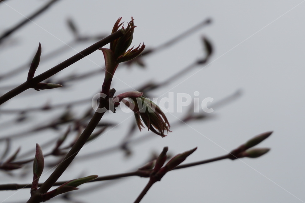 봄,4월,나뭇가지,하늘,새순,나뭇잎,식물,자연,plants,nature