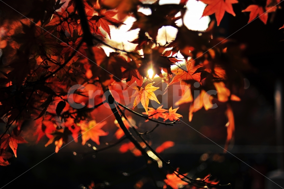 백양사,빨간,단풍,빛내림,가을,따뜻한,식물,자연,plants,nature,감성,sensible,feeling,가을,계절,fall,autumn,season,leaf,잎,plant,tree,나무,maple
