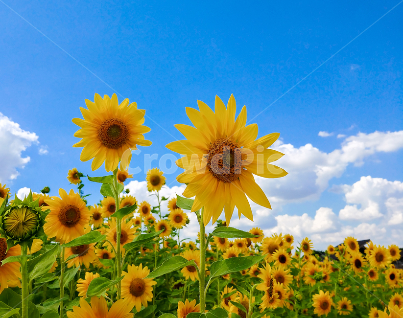 식물,꽃,해바라기,시흥갯골공원,sunflower
