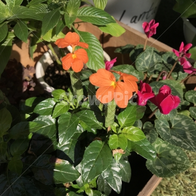 크로산드라,폭죽꽃,조미화,Crossandra,firecrackerflower,오렌지꽃,인도꽃,쥐고리망초과,상록활엽반관목,Crossandrainfundibuliformis,식물,꽃,Flower,식물,자연,plants,nature,꽃,flower
