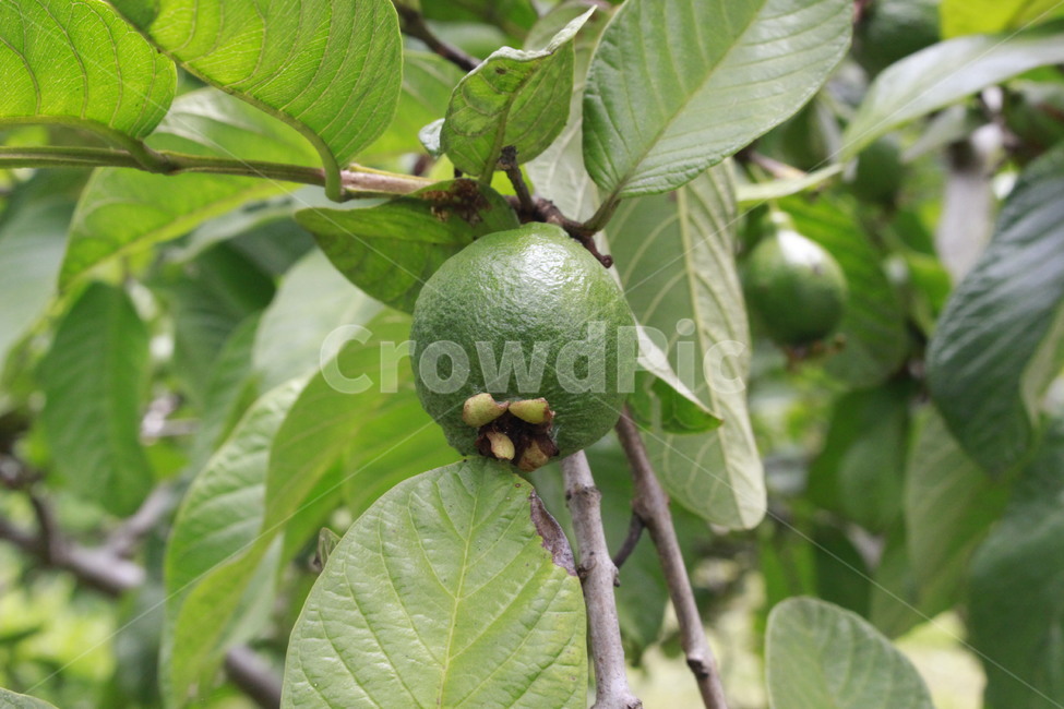 구아바,나무,과일,자연,여름,과일,열매,fruit
