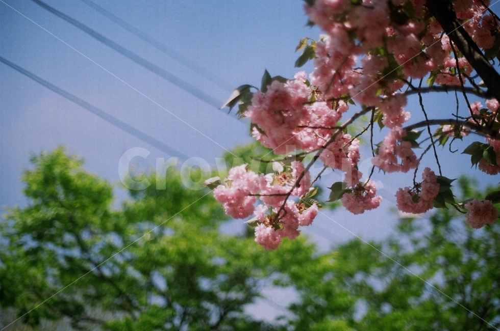 봄,꽃,겹벚꽃,나무,자연,하늘,풀,식물,평화,봄,계절,spring,season,식물,자연,plants,nature,꽃,flower,plant,blossom
