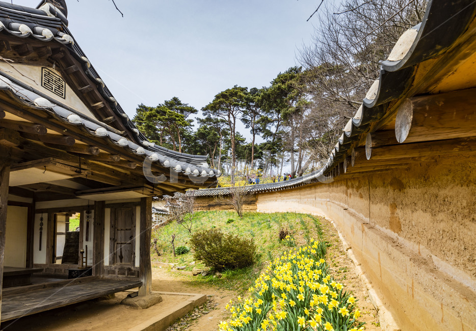 서산유기방가옥,소나무,전통가옥,한옥,고옥,문화재,관광지,기와담장,전통담장,수선화,한국전통,한국문화,korean traditional,korean culture