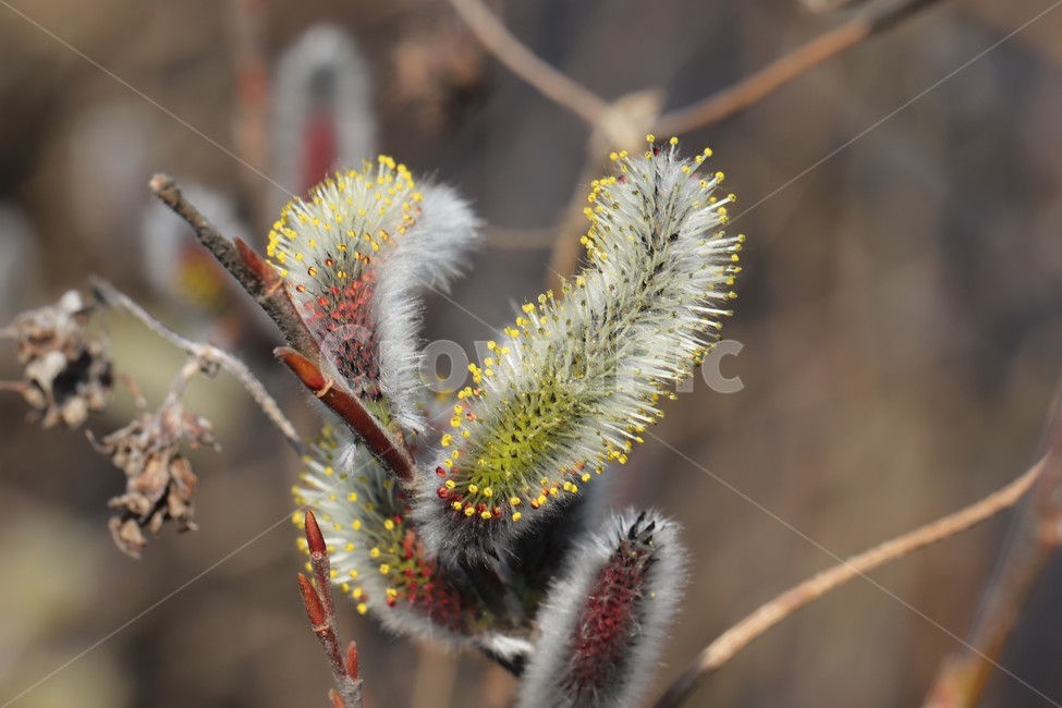 plant,식물,봄,버들강아지,희망,봄소식,갯버들,식물,자연,plants,nature