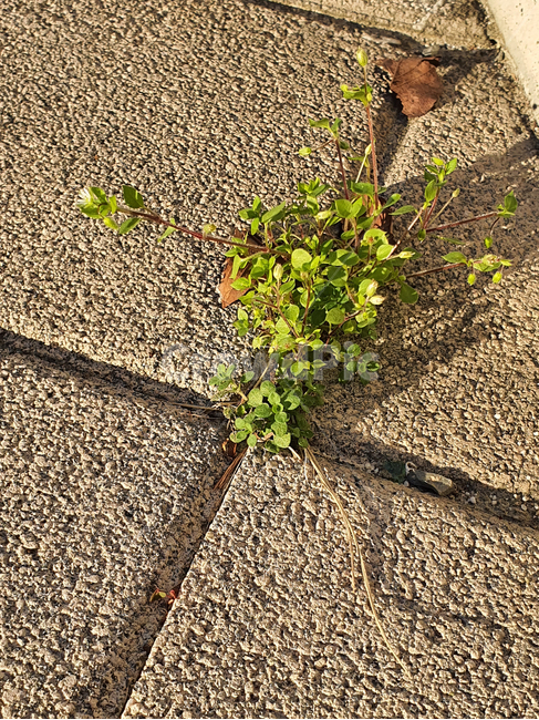 road,도로,ground,바닥,잡초,생명력,희망,식물,자연,plants,nature,역경,꿋꿋함,의지,식물,자연,plants,nature